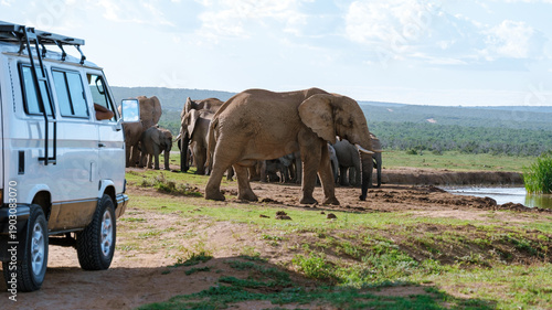 Exploring the majestic elephants of Addo Elephant Park in South Africa during a sunny day