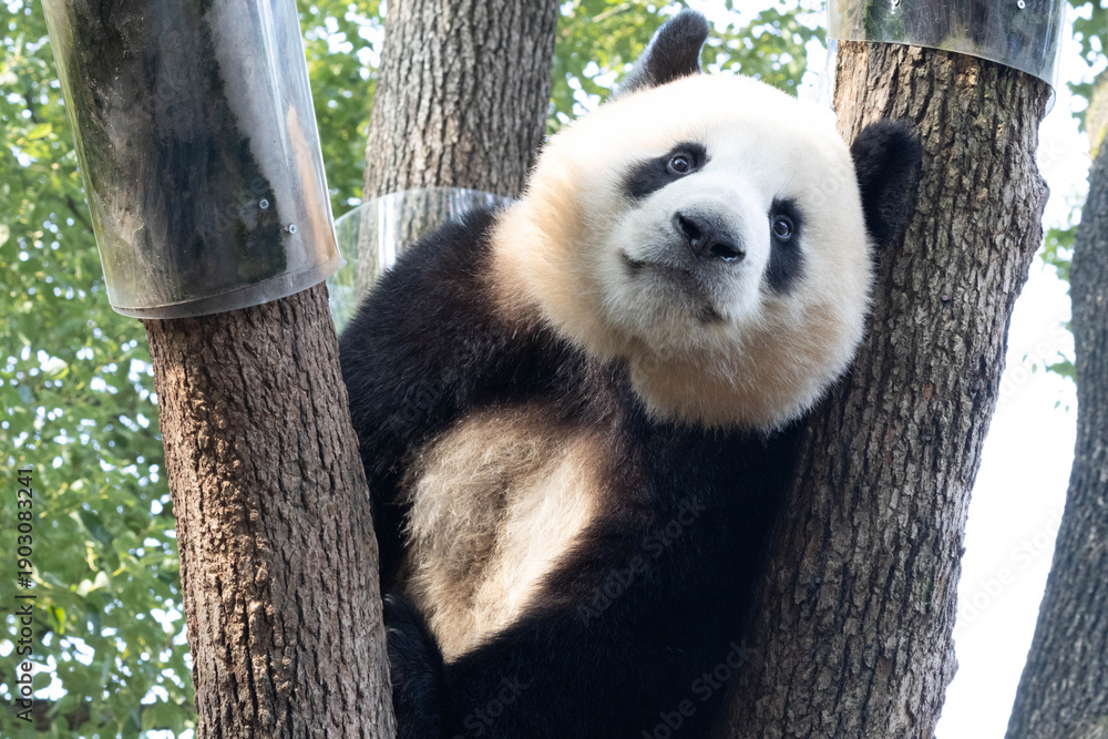Obraz premium Playful Panda, Mang Can Can aka Mang Xiao Wu, Chongqing, China