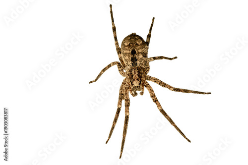 false wolf spider - Zoropsis spinimana. biting humans and causing symptoms similar to a bee- or wasp sting. spider isolated on transparent background.