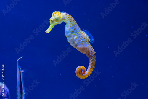 Close-up of a long-snouted seahorse swimming vertically in the tank at Loro Parque in the Canary Islands
