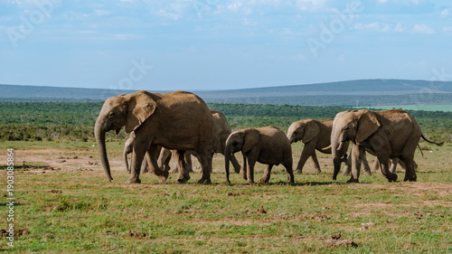 Majestic elephants roaming freely in Addo Elephant Park, South Africas wildlife sanctuary