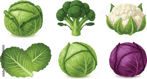 Healthy vegetable collection vector illustration featuring green cabbage, purple cabbage, broccoli, cauliflower, and fresh leaves isolated on white background for organic food and cooking design.