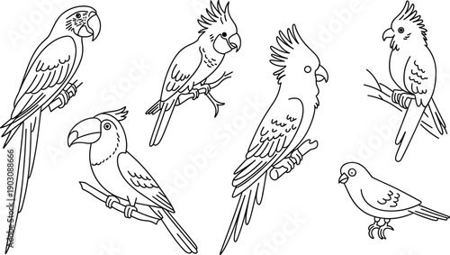 Parrot bird outline illustration set, tropical parrots perched on branches, cockatoo macaw toucan line art vector wildlife drawing collection