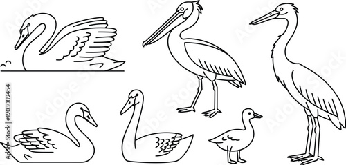 Water birds line art collection, swan pelican heron duck outline illustrations, wildlife bird sketch set for nature design