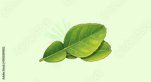 Fresh vibrant green kaffir lime leaves, essential aromatic ingredient for culinary dishes and
