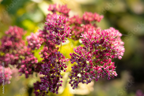 Tableau sur toile Close up of pink sedum spectabile flowers in bloom