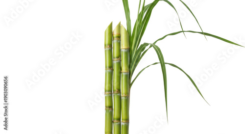 Photos Fresh green sugar cane stalks PNG isolated on transparent background, tropical p