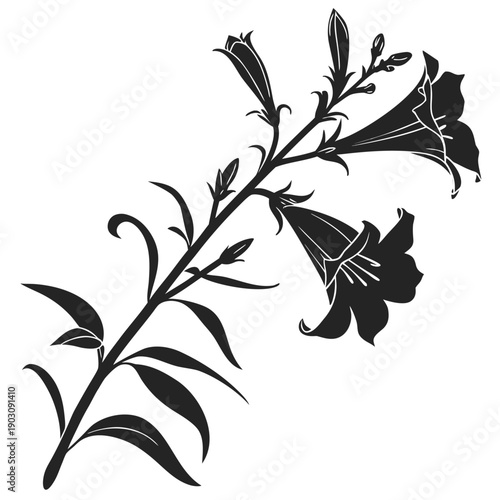 antirrhinum defiance silhouette on white background