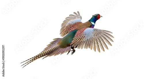 Colorful pheasant flying isolated PNG on transparent background, vibrant game bird with detailed feathers for design projects