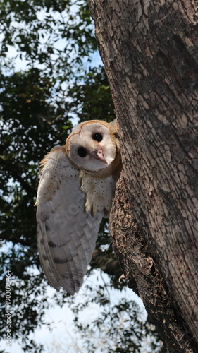 great owl