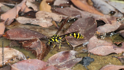 solitary wasp 
