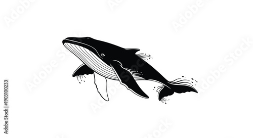 Majestic black and white humpback whale illustration breaching the ocean surface in dynamic motion