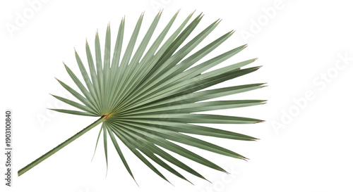 Tableau sur toile Silver saw palmetto leaf PNG isolated on transparent background, tropical foliag