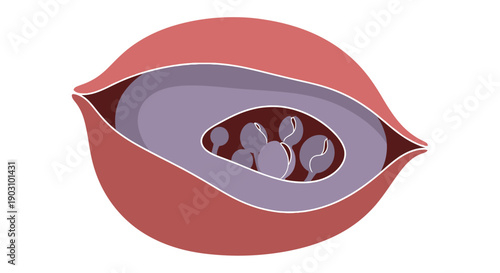 Simplified Botanical Diagram: Ovary Cross-Section with Developing Ovules and Seeds. Plant Reproductive Biology Illustration.