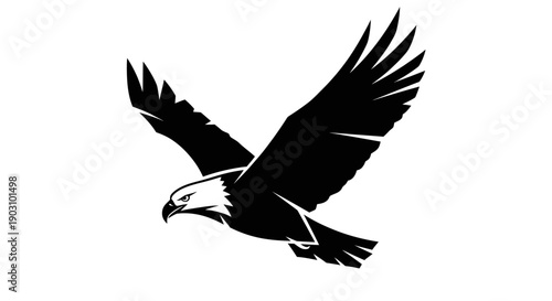 Soaring eagle silhouette in flight against white background