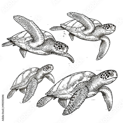 Photography A simple vector illustration showing a set of fish and sea animals in an underwa