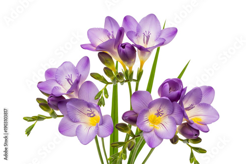 Beautiful purple flowers with green stems and yellow centers isolated on transparent background