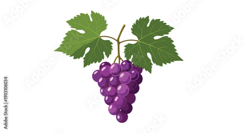 Fresh bunch of ripe purple grapes hanging from a vine with lush green leaves on a plain white background for food design.