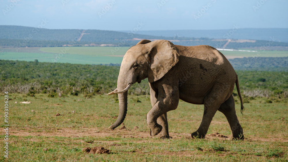 Fototapeta premium Majestic elephants roam freely in Addo Elephant Park, South Africa, under a bright blue sky