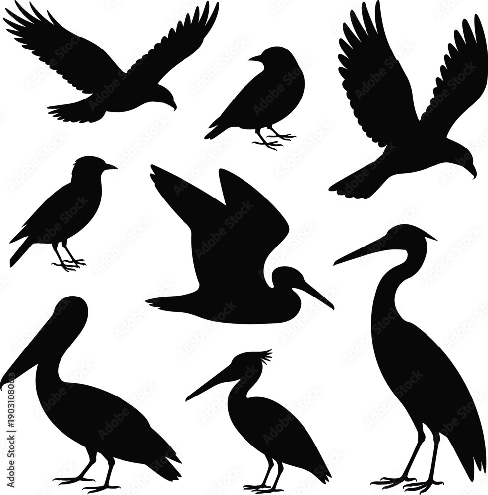 Obraz premium Black bird silhouette collection flying standing poses isolated on white background vector wildlife illustration for logo icon branding design use
