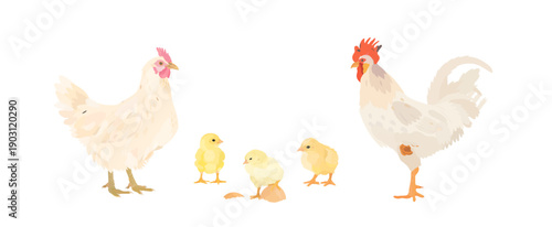 Cute cartoon farm birds collection. Vector hand drawn illustrations of Chicken family. Hen, Rooster and little Chicks isolated on white background. Set of poultry clip art.