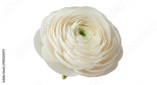 Принти на полотні Elegant white ranunculus flower PNG isolated on transparent background, delicate