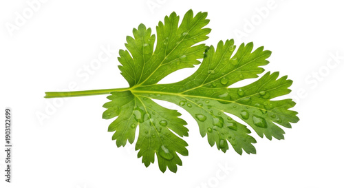 Foto Fresh green cilantro leaf isolated PNG, aromatic herb with water droplets for co