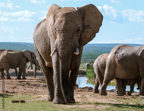 Majestic elephants roaming freely in Addo Elephant Park, South Africa wildlife paradise