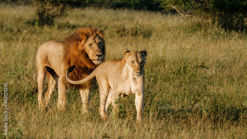 Canvas Print Majestic lions roam freely in the wild grasses of Kruger National Park, South Af