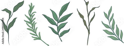 Detailed Green Leaf and Foliage Set with Various Botanical Branch Shapes and Textures Hand Drawn Vector Elements Isolated on White Background
