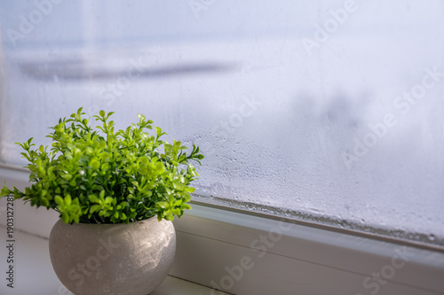 Small plant with light green leaves in a grey stone pot near a window with condensation