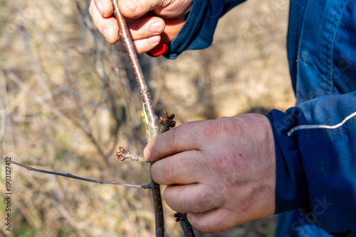 фотографія The process of spring grafting of fruit trees in the garden
