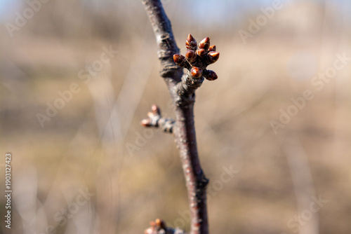 Macro shot of brown buds on a fruit tree branch against a blurred natural background. Concept of spring awakening, nature growth, and gardening season