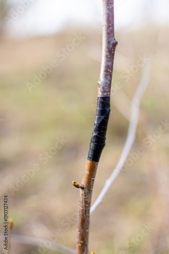 Картината върху платно Close-up of a successful graft union on a young fruit tree