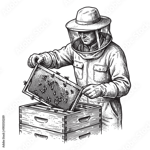 Beekeeper in protective suit checking honeycomb frame from hive in vintage engraving illustration style