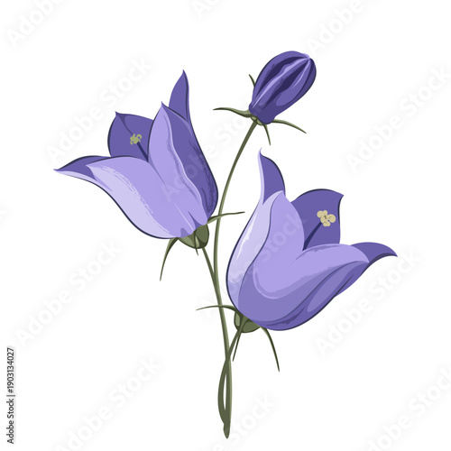 Bellflower flowers on a white background. Vector.

