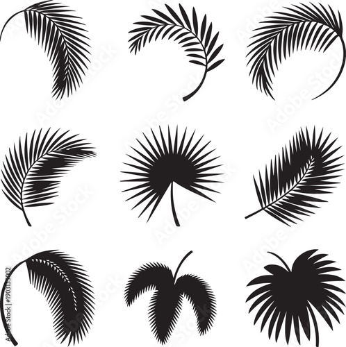 Collection of various palm tree leaves on white background