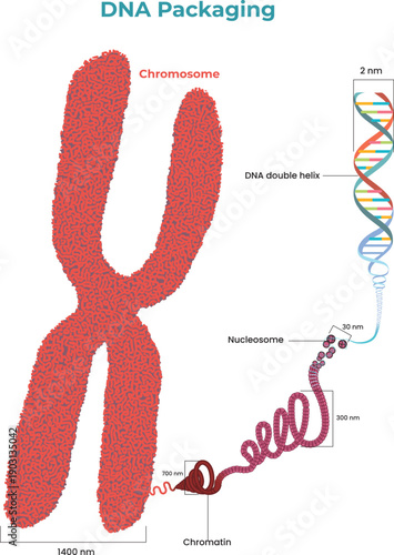DNA Packaging from Double Helix to Chromosome Illustration