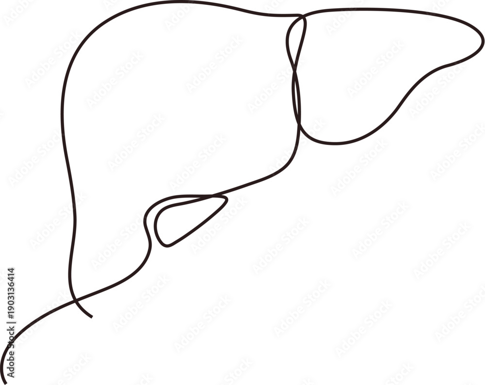 Fototapeta premium Human liver, minimalist internal organ continuous line drawing. 