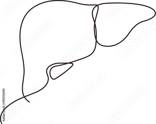 Human liver, minimalist internal organ continuous line drawing. 