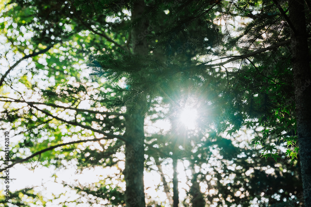 Fototapeta premium sun rays in the forest
