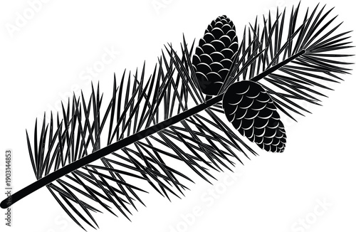 Pine tree branch silhouette with pine cones isolated on white background, detailed evergreen botanical illustration for nature design, winter themes, and forest concepts