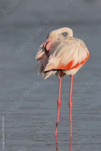 Greater flamingo (Phoenicopterus roseus) cleaning its feathers in the shallow water of a lagoon in the Camargue, France.