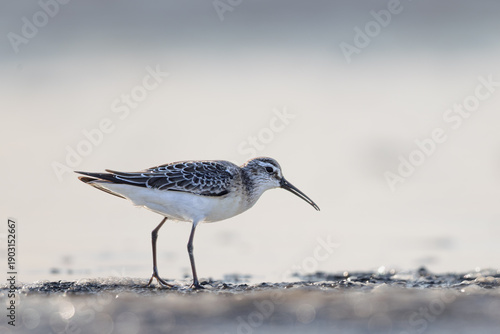 Curlew sandpiper (Calidris ferruginea) searching for food in a lagoon in the Camargue, France.