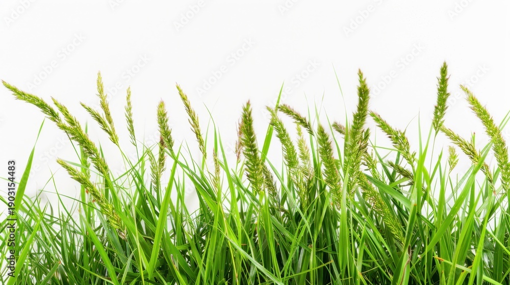 Fototapeta premium Lush Green Grass with Tall Spikes against a Clean White Background for Nature and Outdoor Themes