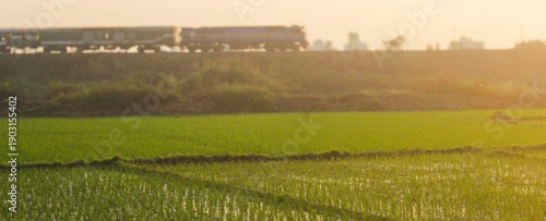Wallpaper Mural Train on embankment above green rice fields at sunset Torontodigital.ca