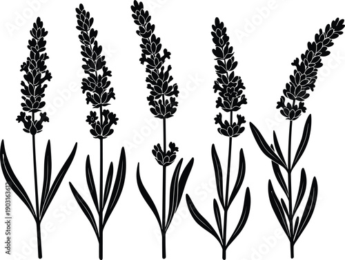 Black and white lavender flower silhouettes set, botanical herb collection with stems and leaves, minimalist floral vector illustration for aromatherapy, cosmetics, and design.