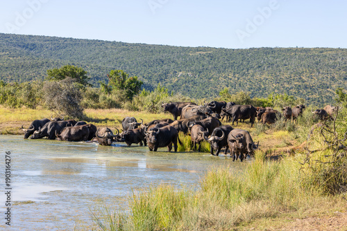 Herd of cape buffalo ( Syncerus caffer) drinking at a waterhole, Kwandwe Private Game Reserve, South Africa.