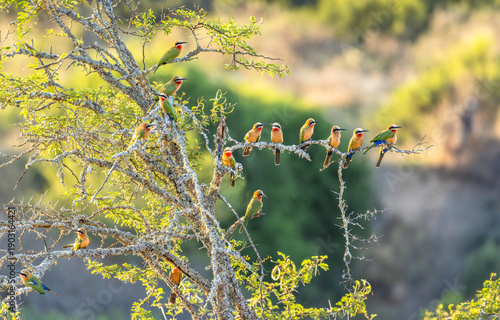 Flock of White-fronted bee-eater (Merops bullockoides), Kwandwe Private Game Reserve, South Africa.