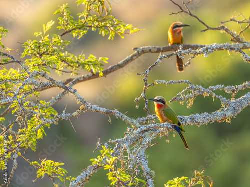 Flock of White-fronted bee-eater (Merops bullockoides), Kwandwe Private Game Reserve, South Africa.